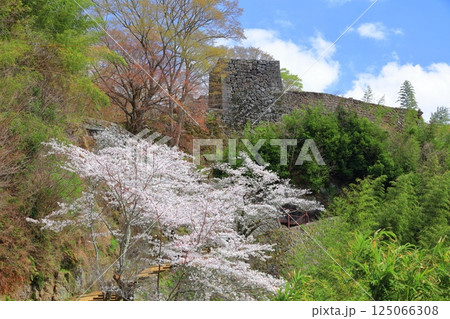【大分県】晴天の岡城 大手坂と満開の桜 【大分県】晴天の岡城 大手坂と満開の桜 125066308