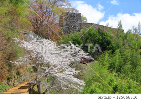 【大分県】晴天の岡城 大手坂と満開の桜 【大分県】晴天の岡城 大手坂と満開の桜 125066310