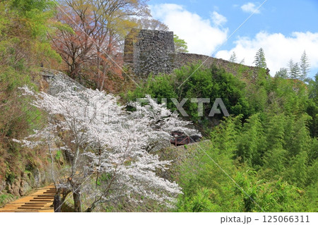 【大分県】晴天の岡城 大手坂と満開の桜 【大分県】晴天の岡城 大手坂と満開の桜 125066311