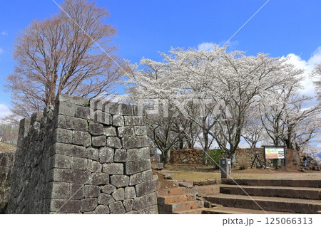 【大分県】晴天の岡城 大手門跡と満開の桜 【大分県】晴天の岡城 大手門跡と満開の桜 125066313