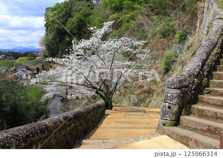 【大分県】晴天の岡城 大手坂かまぼこ石と満開の桜 125066314