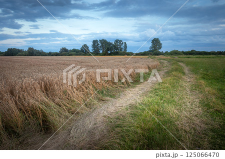 Dirt road next to a grain field and a cloudy evening sky 125066470