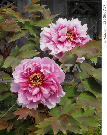 二輪のピンクのボタン(道端の牡丹の花) 二輪のピンクのボタン(道端の牡丹の花) 125066717