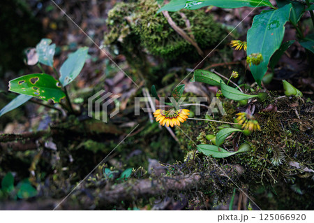 Bulbophyllum skeatianum orchid 125066920