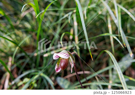 Paphiopedilum barbatum orchid 125066923