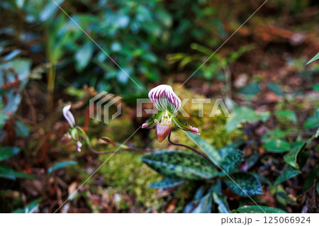 paphiopedilum barbatum orchid paphiopedilum barbatum orchid 125066924