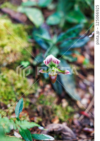 paphiopedilum barbatum orchid 125066925