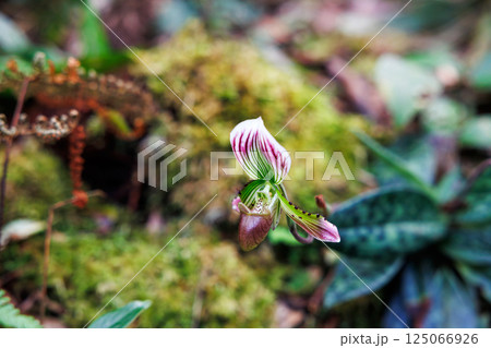 paphiopedilum barbatum orchid paphiopedilum barbatum orchid 125066926