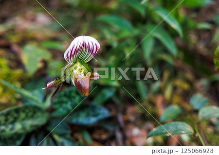 paphiopedilum barbatum orchid 125066928