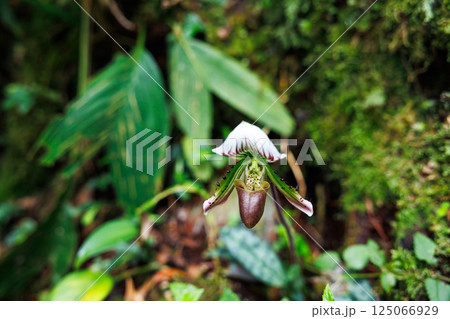 paphiopedilum barbatum orchid paphiopedilum barbatum orchid 125066929