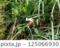 paphiopedilum barbatum orchid 125066930