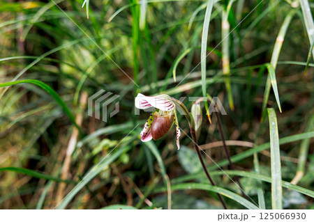paphiopedilum barbatum orchid 125066930