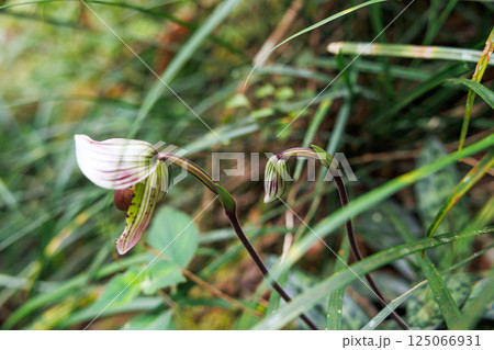 paphiopedilum barbatum orchid 125066931