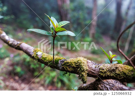 Tropical forest Tropical forest 125066932
