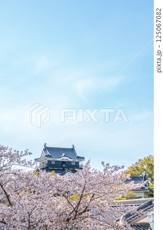 春の岡崎城、満開の桜〈愛知県岡崎市〉 125067082