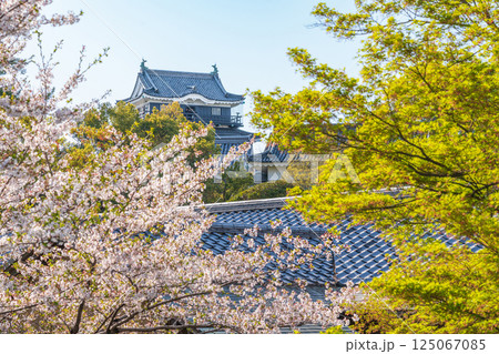 春の岡崎城、満開の桜〈愛知県岡崎市〉 春の岡崎城、満開の桜〈愛知県岡崎市〉 125067085