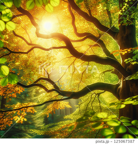 森に降り注ぐ光 125067387