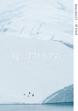 Four Gentoo Penguins on an Iceberg 125067406