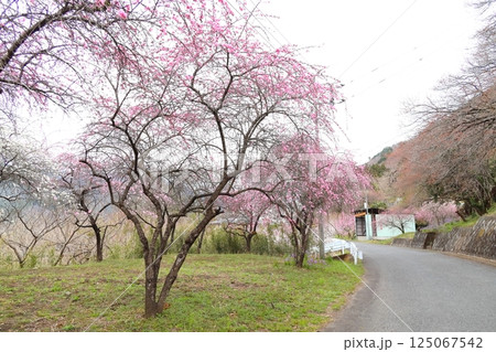群馬県みどり市　小夜戸・大畑花桃街道 125067542