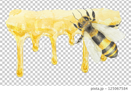 Watercolor illustration of a honey bee on dripping honey. Perfect for honey packaging, organic food labels, cosmetic branding, beekeeping materials, farmers markets and sweet-themed design projects. 125067584