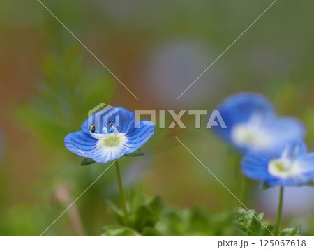 オオイヌフグリの花のクローズアップ（柔らかな日差しを浴びた星の瞳） 125067618