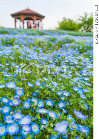 春の農業文化園・戸田川緑地、満開のネモフィラ〈愛知県名古屋市〉 春の農業文化園・戸田川緑地、満開のネモフィラ〈愛知県名古屋市〉 125067813