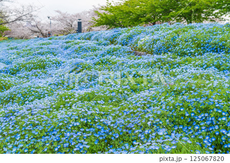 春の農業文化園・戸田川緑地、満開のネモフィラ〈愛知県名古屋市〉 春の農業文化園・戸田川緑地、満開のネモフィラ〈愛知県名古屋市〉 125067820
