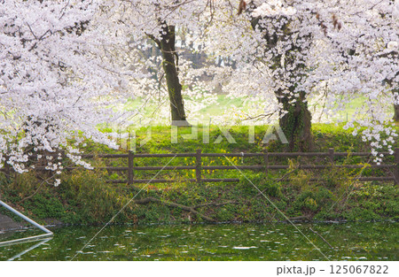 磯沼公園の桜(小径の夕景)2025 2 125067822