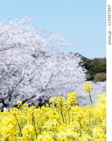春の青空に映える菜の花 125067887