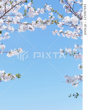 桜のある風景 桜のある風景 125067891