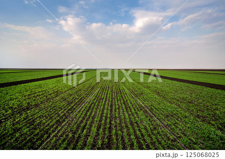 view of the agrarian landscape dividing the field into sectors of wheat with a beautiful sky view of the agrarian landscape dividing the field into sectors of wheat with a beautiful sky 125068025