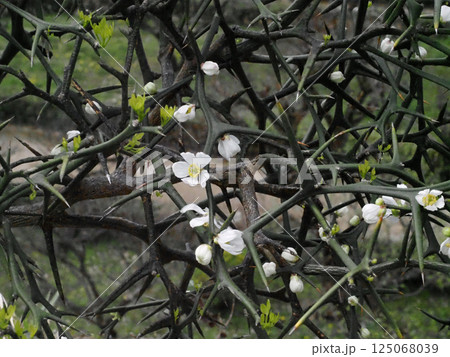 白い花とつぼみをつけたカラタチ(高知城二ノ丸の枸橘の生垣) 白い花とつぼみをつけたカラタチ(高知城二ノ丸の枸橘の生垣) 125068039