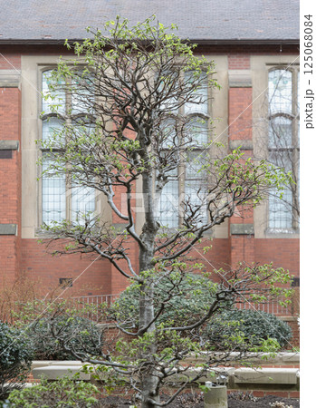 iew of Carpinus Betulus (Topiary) stands in front of historic building at Newcastle University campus. iew of Carpinus Betulus (Topiary) stands in front of historic building at Newcastle University campus. 125068084