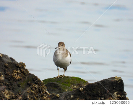 水辺を歩くイソシギ 水辺を歩くイソシギ 125068096