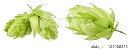 Hop cone isolated on white background. Beer brewing ingredients 125068328