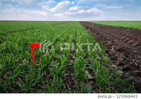 field type divided into sectors by wheat varieties, experimental areas with marker and flags 125068443