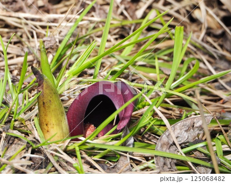 春先に咲くザゼンソウ 125068482