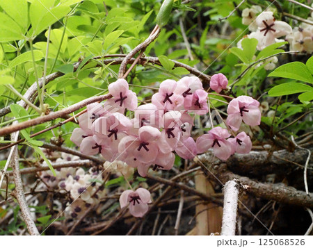 白と紫色の花をつけたアケビの蔓（壁面で花と葉っぱをつけた木通） 125068526