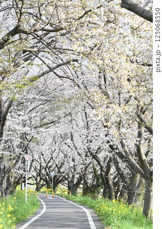 桜並木が続く道 桜並木が続く道 125068550