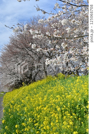 春の青空に映える満開の桜 125068708