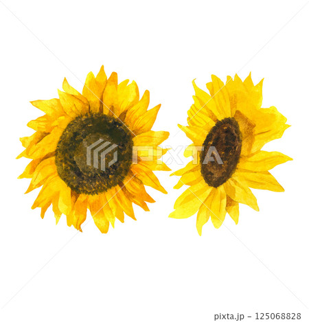Watercolor Set of Handmade Sunflowers Watercolor Set of Handmade Sunflowers 125068828