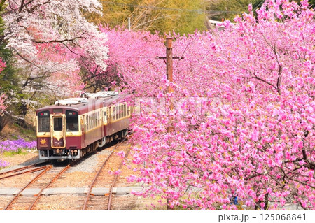花桃咲く神戸駅とわたらせ渓谷鉄道 花桃咲く神戸駅とわたらせ渓谷鉄道 125068841
