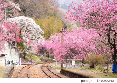 花桃咲く神戸駅とわたらせ渓谷鉄道 125068848