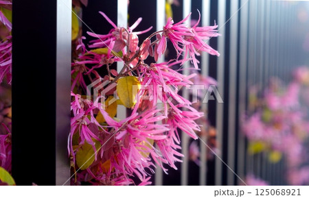 黒い門扉から咲きこぼれるトキワマンサクの花 黒い門扉から咲きこぼれるトキワマンサクの花 125068921