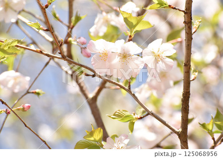華やかなピンクの桜 125068956