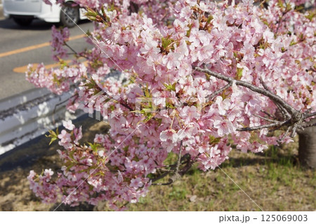 倉敷川　満開の河津桜の春　倉敷川親水公園 125069003