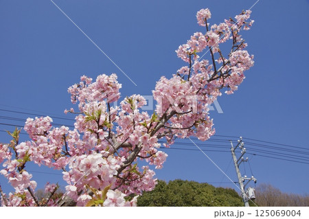 倉敷川　満開の河津桜の春　倉敷川親水公園 125069004