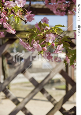 倉敷川 満開の河津桜の春 倉敷川親水公園 倉敷川 満開の河津桜の春 倉敷川親水公園 125069020