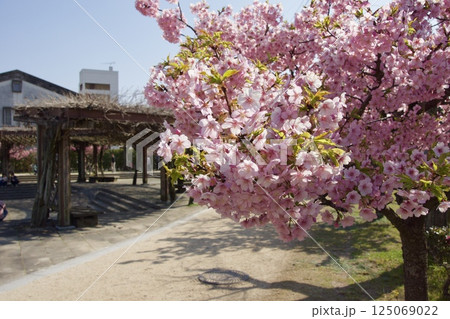 倉敷川　満開の河津桜の春　倉敷川親水公園 125069022