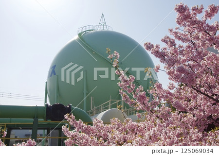 倉敷川　満開の河津桜の春　倉敷川親水公園 125069034